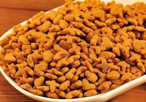 新手养猫养什么猫又便宜又好养,新手养猫第一天猫咪害怕怎么办