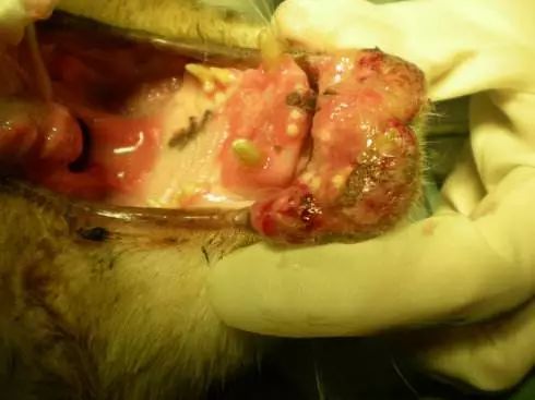 关于EGC身为铲屎官的你知多少？各种皮肤病都可能是EGC！