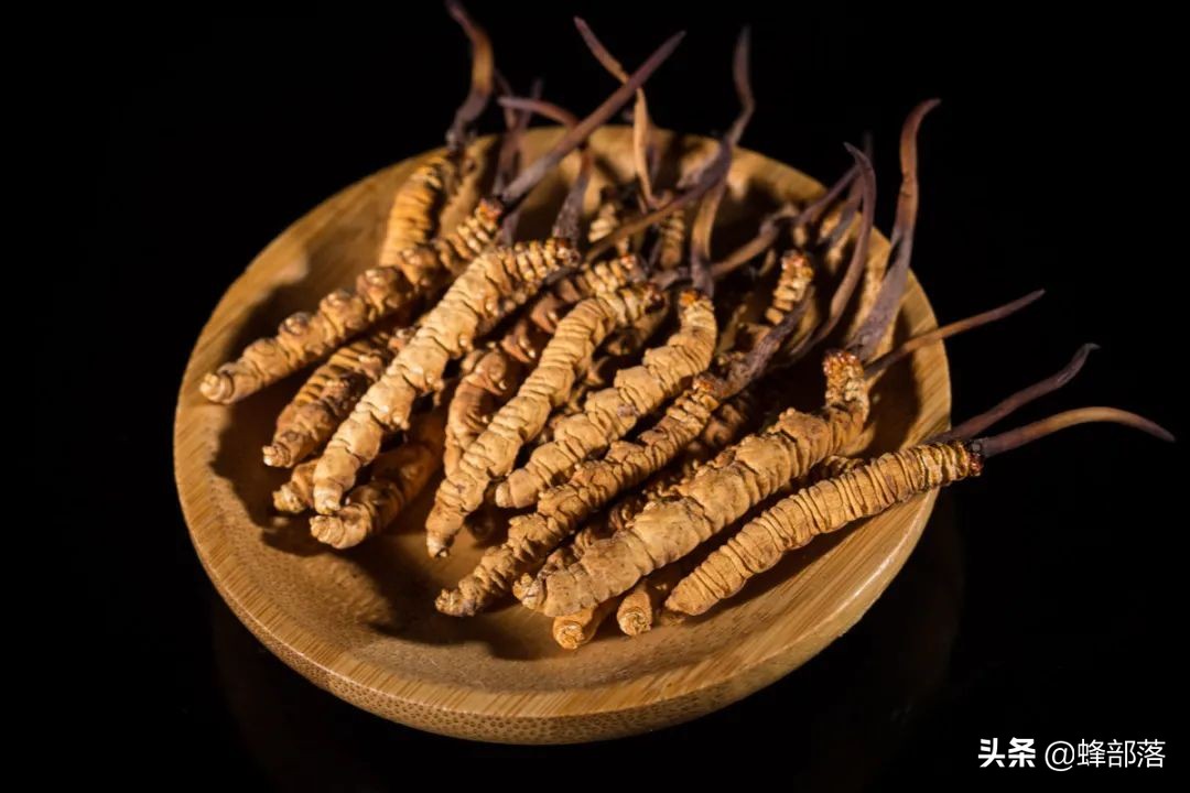 野生冬虫夏草市场,冬虫夏草一斤2000条的价格