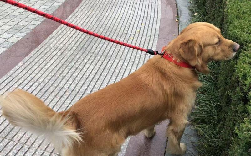 你应该知道的八种狗狗行为语言,能与狗狗交流的语言