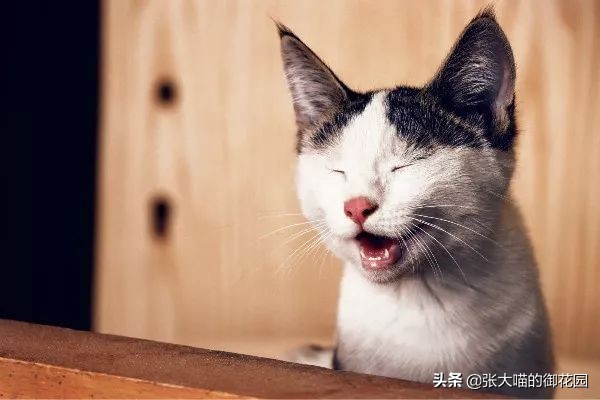 猫粮成分分析图表,如何通过猫粮成分辨别猫粮好坏