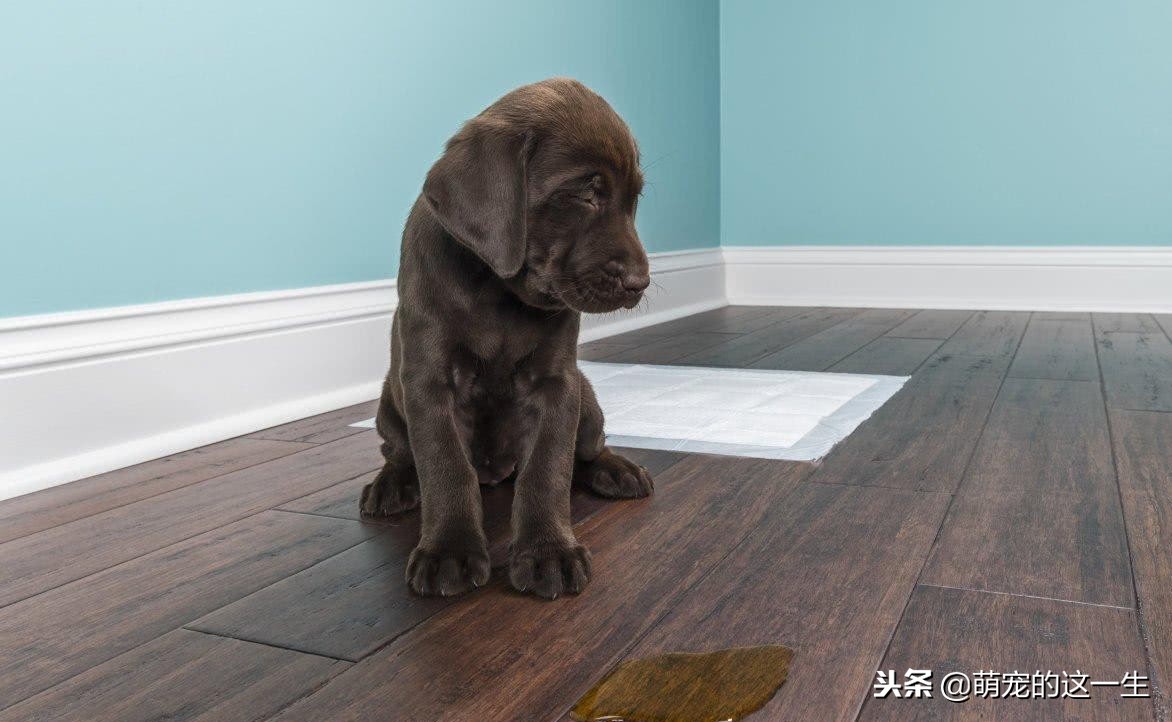 关于狗的秘密的纪录片,关于狗狗的7个秘密