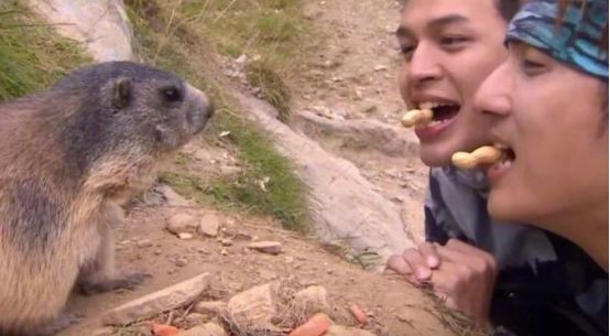 我不是大眼萌我是鼠疫最大移动储存库