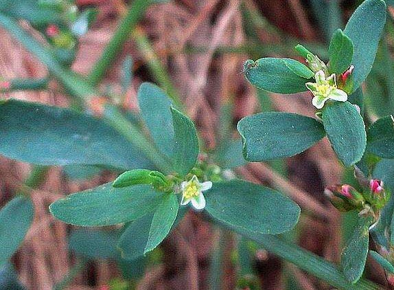 萹蓄功效适应症和用量,中药萹蓄的功效和主治是什么