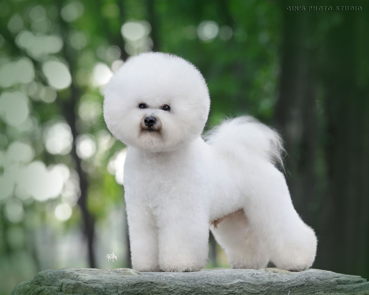 适合女生养的中小型犬排行榜,小型犬女生