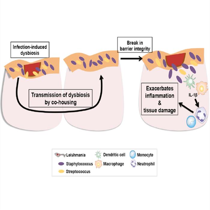 关于狗狗的辟谣,辟谣狗狗鼻子干就是生病