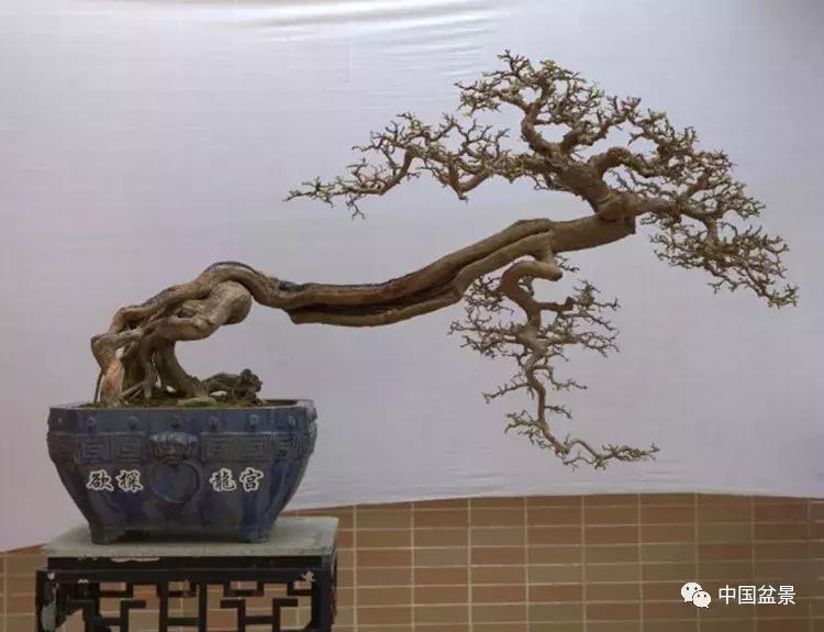 一组盆景佳作欣赏,斜杆式飘枝盆景图片欣赏