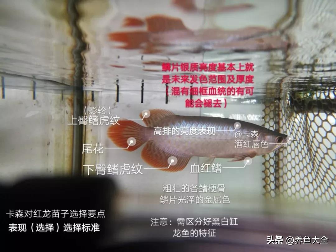 新手养红龙买多大的,怎么知道买的红龙是不是鱼苗