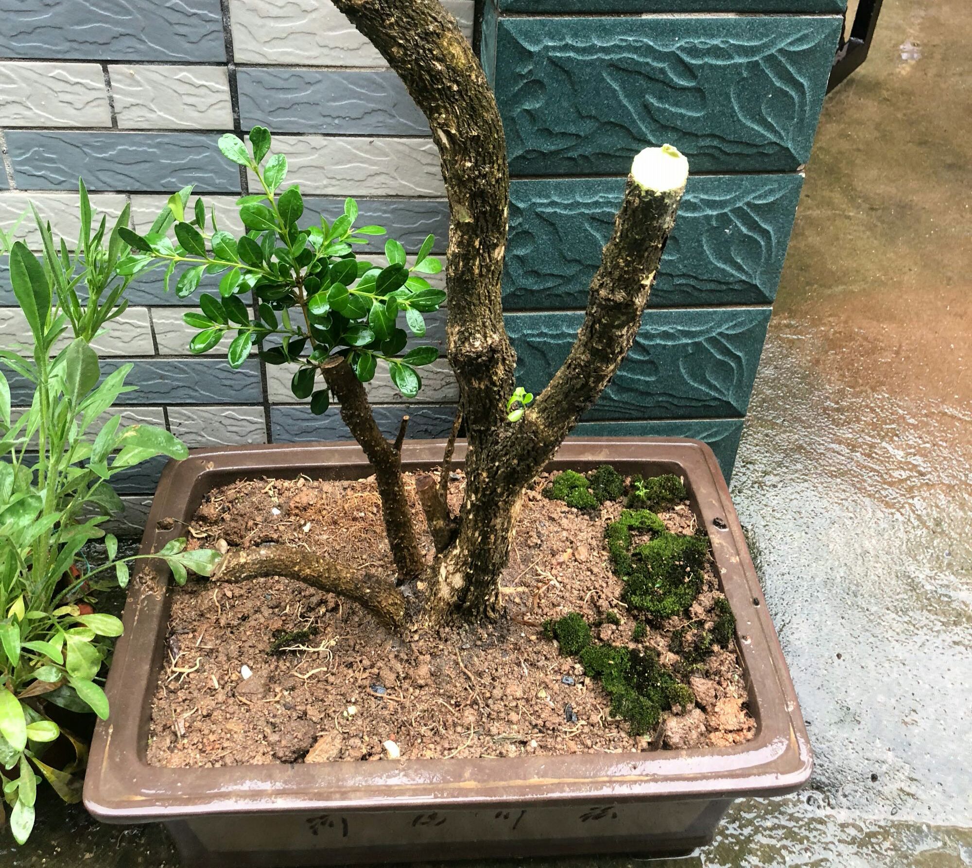 黄杨下山老桩先长根后发芽吗,春天黄杨冒芽时能修剪吗