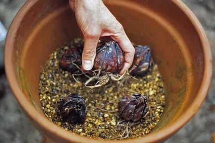 睡莲怎么养才能开花大,睡莲怎么养才容易开花