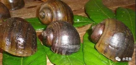 鱼苗消毒和病虫防治,水花鱼苗气泡病发病原因