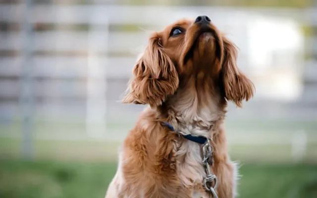 又一只狗被棉签掏聋：主人处理的方法，比耳螨更可怕