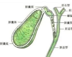 胆道系统解剖生理讲课视频,超声胆道系统的解剖生理