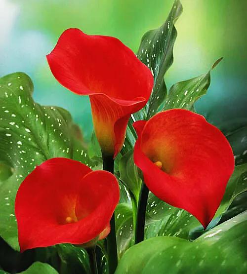 马蹄莲品种及图片欣赏大全,马蹄莲有几种品种图片