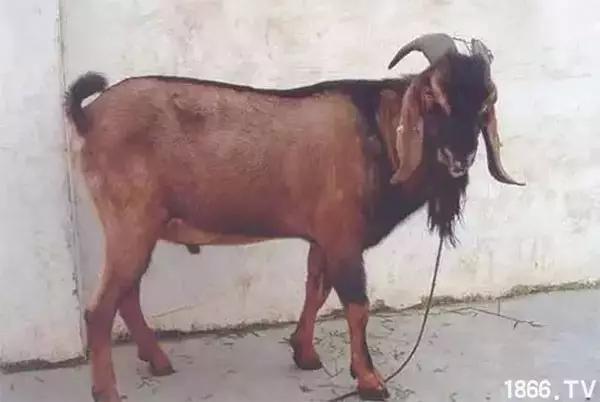 最厉害的10种羊,最好的种羊是什么品种呢