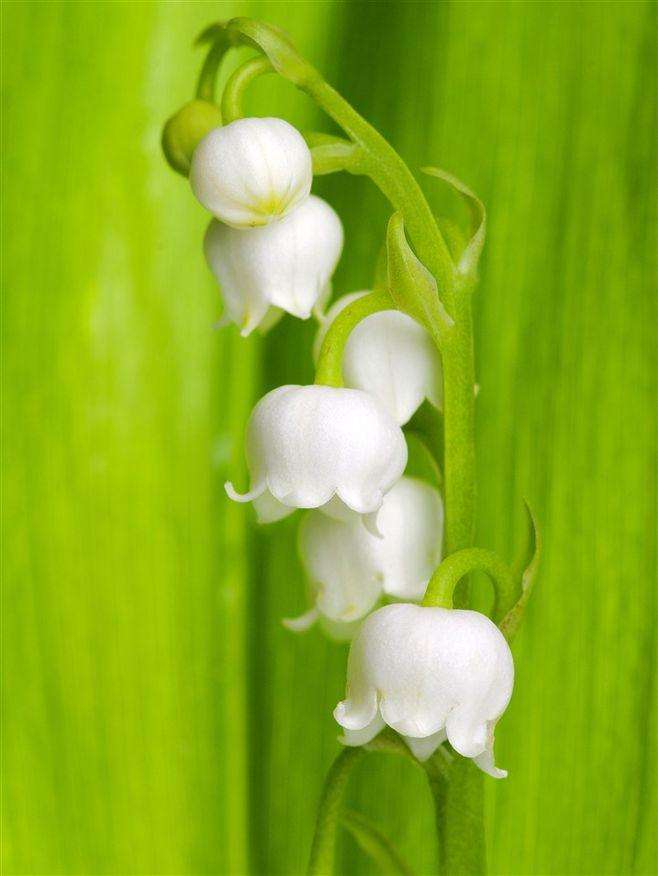 重瓣风铃草怎么爆盆,风铃草开完花后第二年还能开花吗