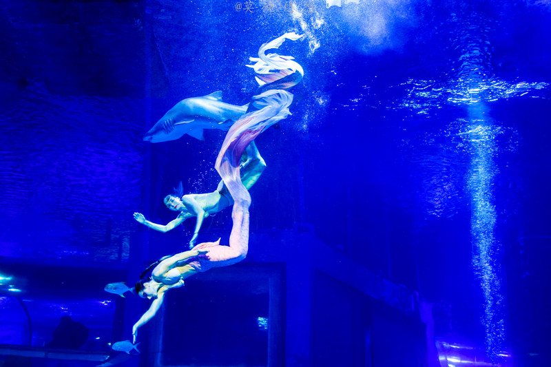 海洋极地海洋世界攻略,正佳极地海洋世界白鲸海象