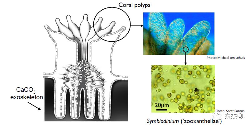 海缸np必须双零吗,海缸翻缸需要重新爆藻吗