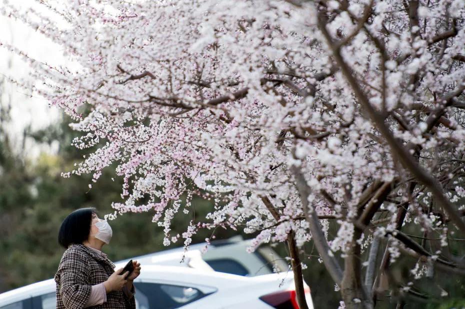 太原迎泽公园3月份看花,迎泽公园看花