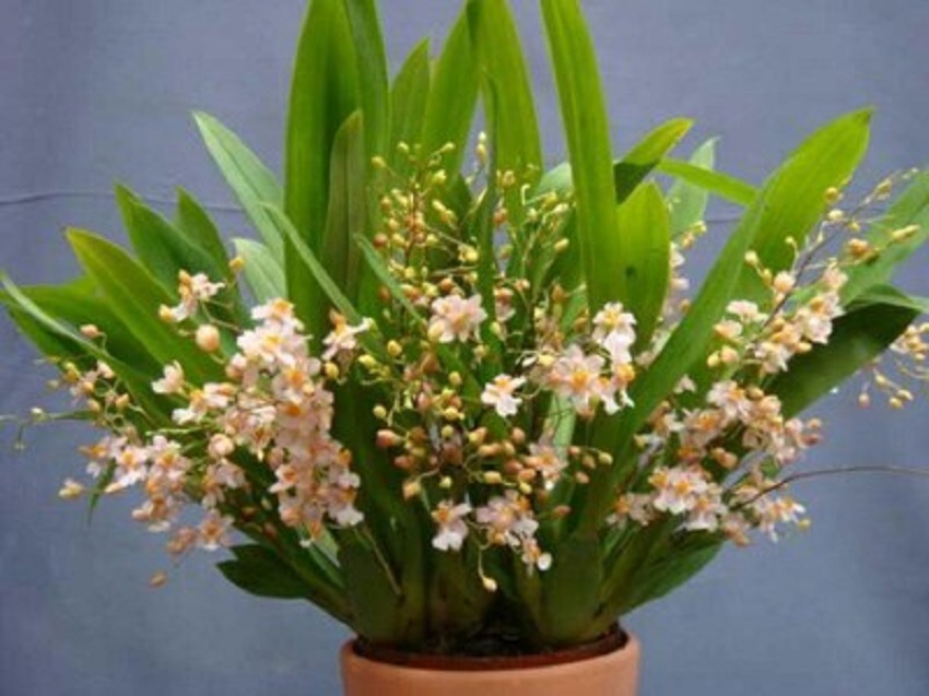 文心兰花形图片,好养易活兰花文心兰