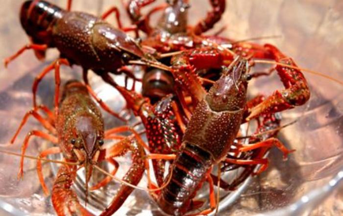 小龙虾味道好，养殖技术复杂，做好这几点解决你所有问题
