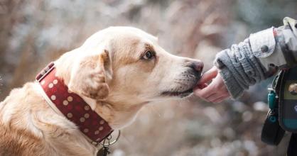 狗狗饮食不能油腻,狗狗饮食禁忌调料推荐