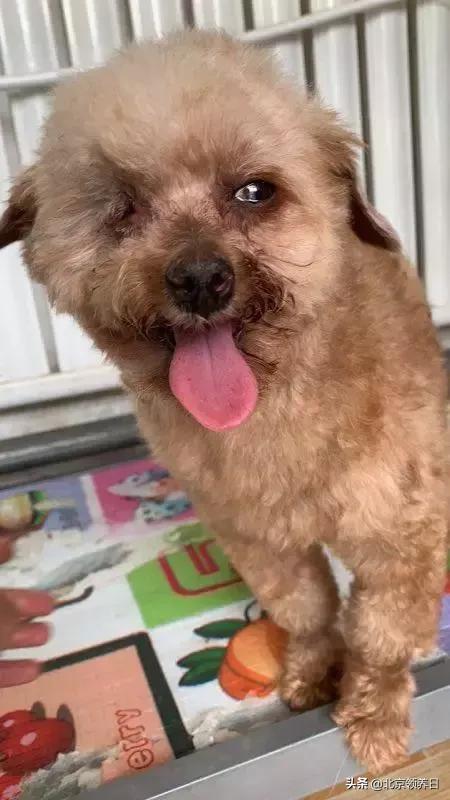 #领养代替购买#给它们一个家|线上宠物领养日,20190608加场