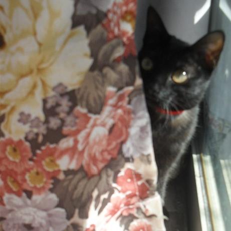 中华田园猫黑猫绿眼,中国田园猫咪黑猫