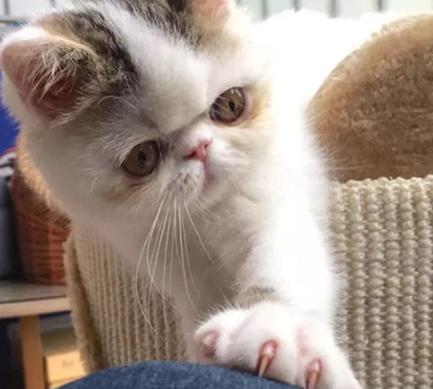 猫咪呼吸困难、体温升高，当心它患上胸膜炎，病猫需主人小心照看