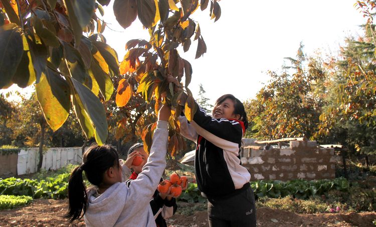 昌乐齐都实验学校：举行第四届“柿子熟了”采摘节活动