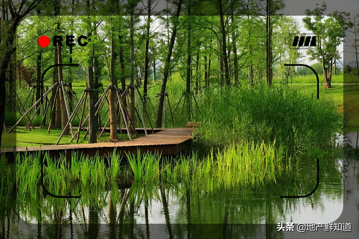 南京江心洲踏青,南京江心洲赏花