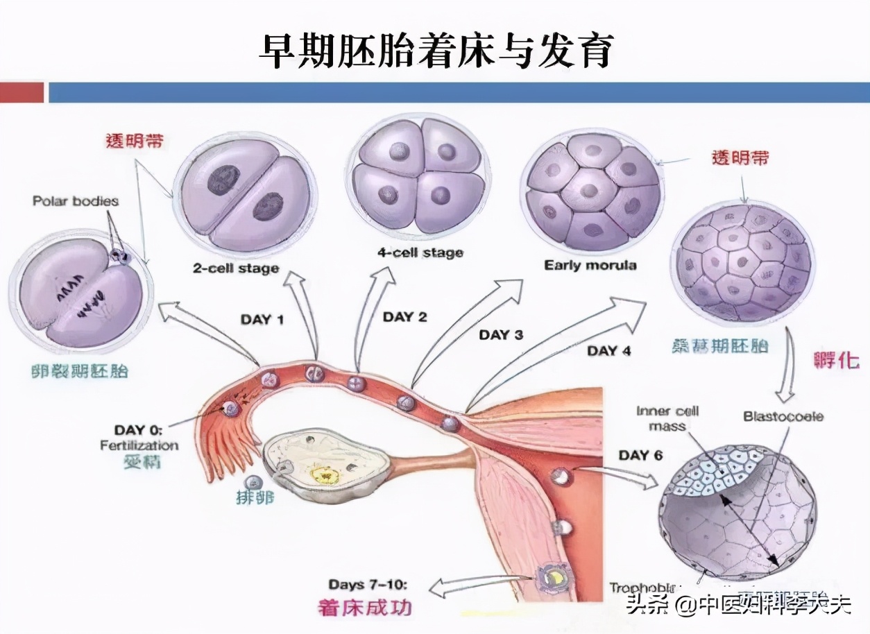 测出怀孕去医院查只看见孕囊,验出怀孕了但是又生化了