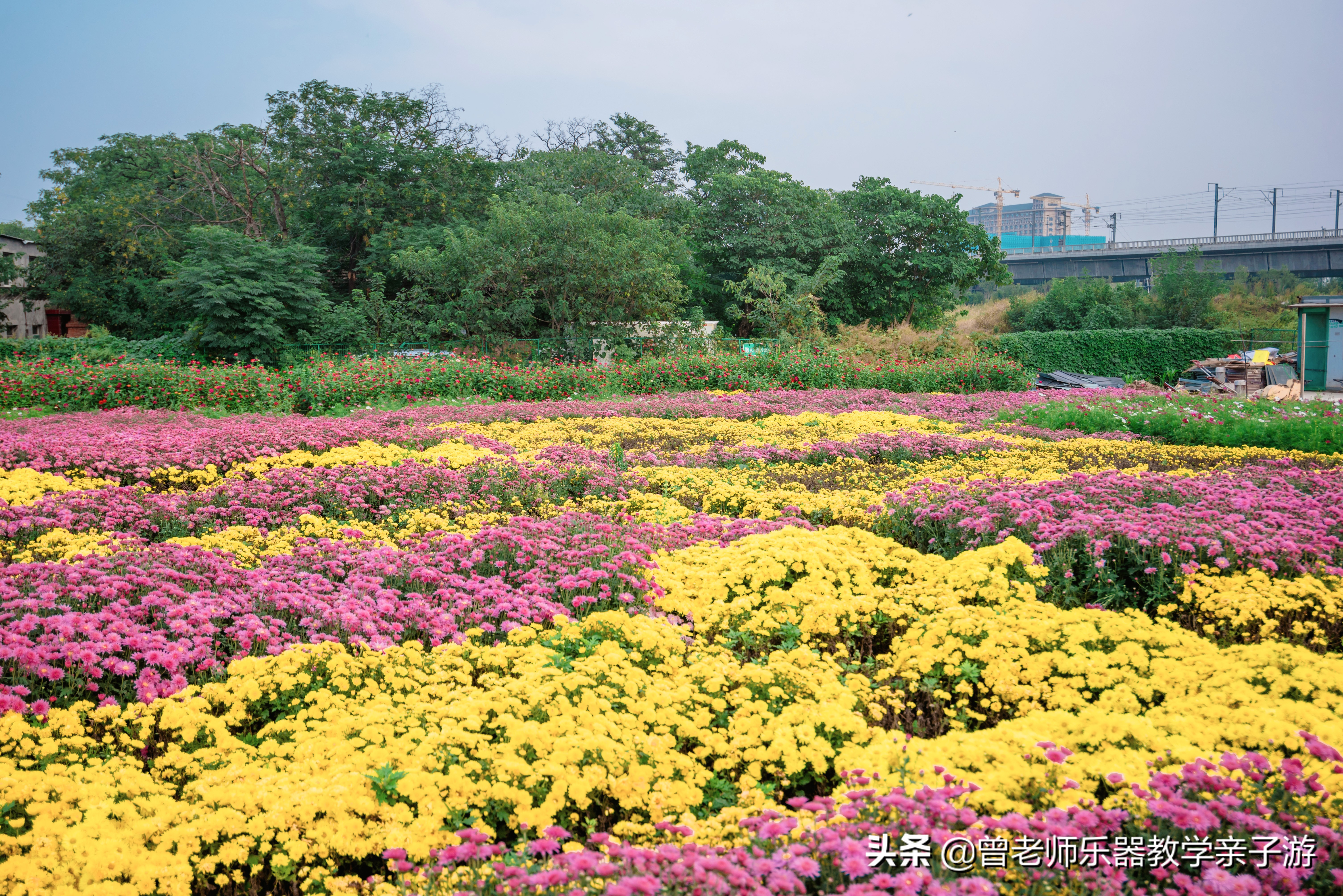 爱菊研学游,爱菊丝路文化菊花园西安