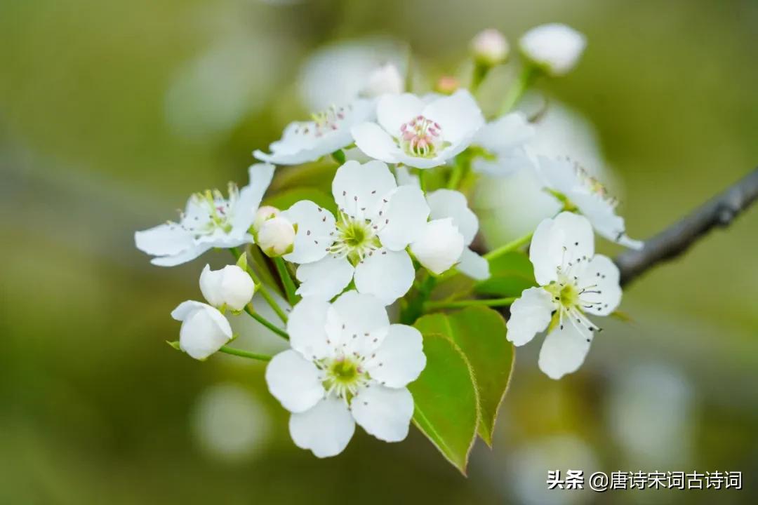 梨花片片雪,梨花片片随风落的下一句