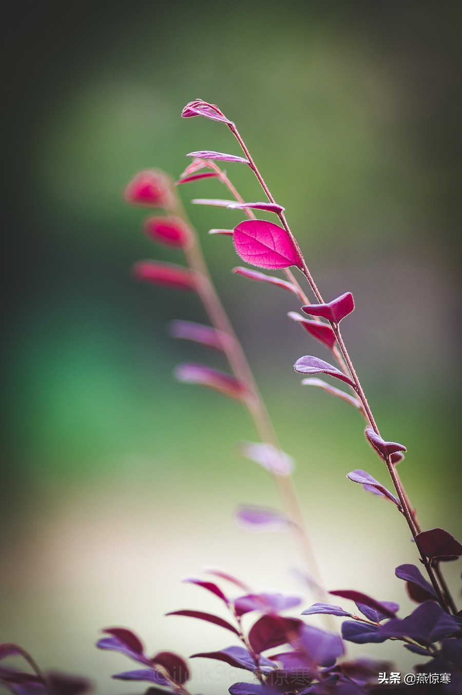 理光镜头和宾得通用吗,宾得理光图片大全