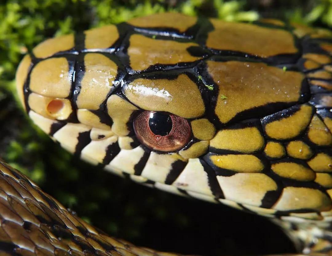 菜花蛇到底是不是无毒蛇,菜花蛇无毒为什么能称百蛇之王