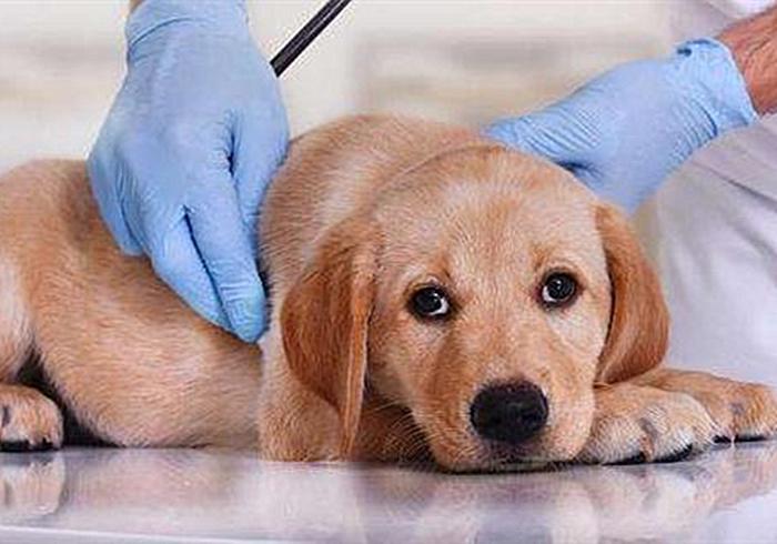 狗狗出现孕吐症状，应立刻带去检查，主人切勿忽视假孕的危害