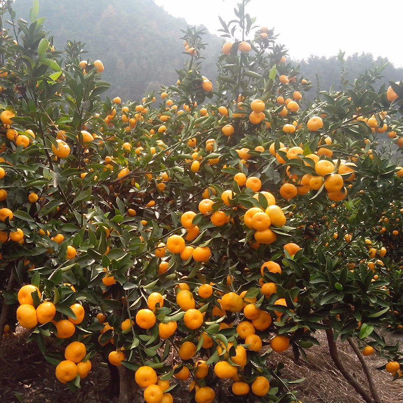 最近卖南丰桔子,南丰蜜桔多少钱一斤