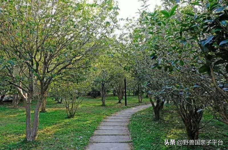 春天的花真的很美丽让人向往,春天的花也太美了