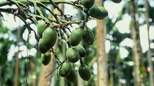 难言之隐：国际公认“软*品毒**”的槟榔，6000万国人不听劝嚼个不停