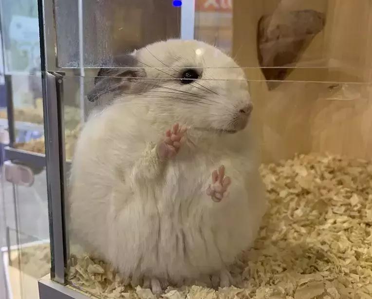 2019年第161届中国宠物文化节,2018年宠物文化节