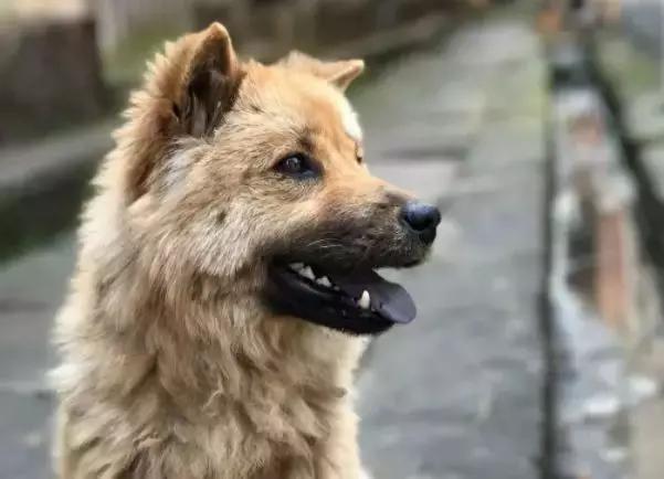 犬猫在什么情况下才会传染狂犬病,狂犬病是患病的猫才会传播的吗