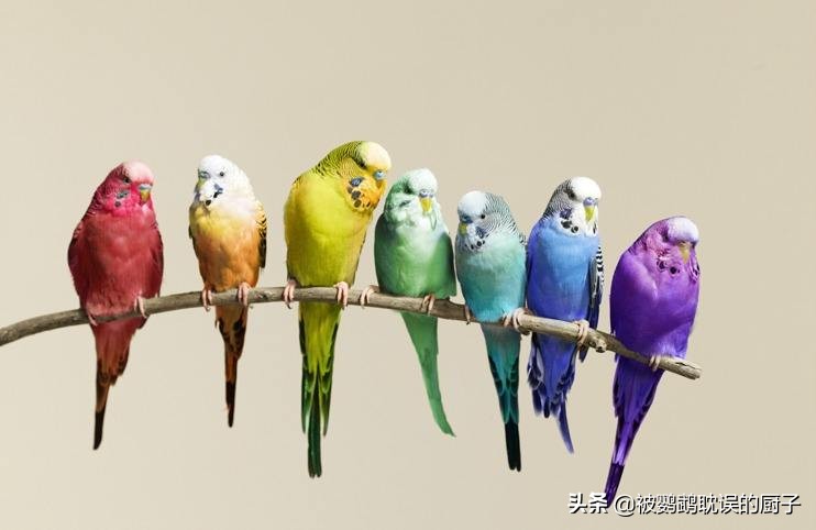 4种可以养的鹦鹉,儿童养鹦鹉应该养什么种类的鹦鹉