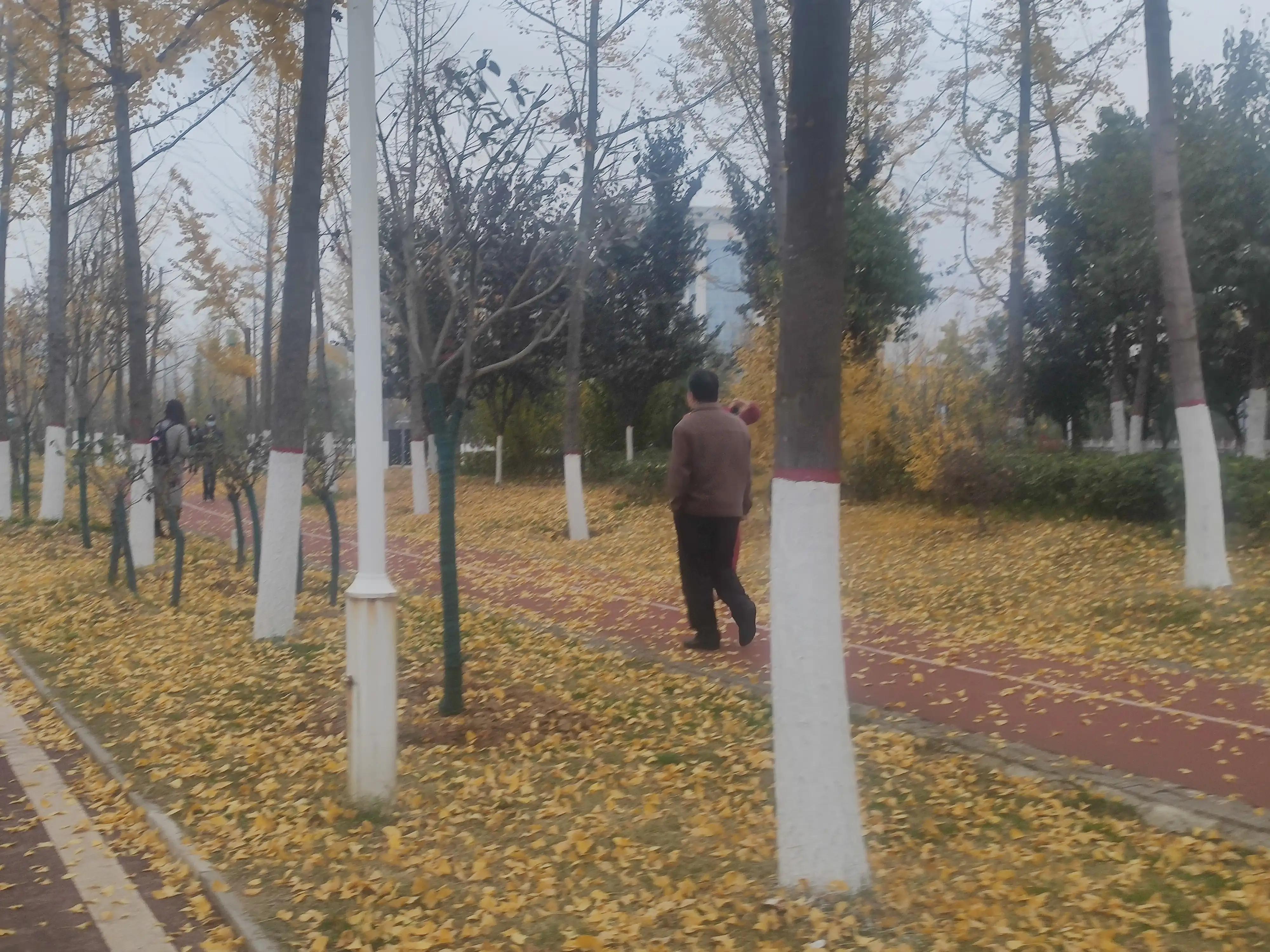 落叶西风,落叶西风知乎