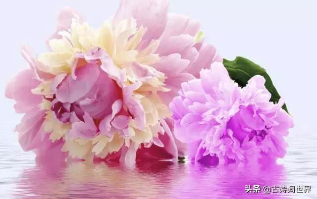 古诗中赞美牡丹的诗句有哪些,我见过雍容华丽的牡丹阅读答案