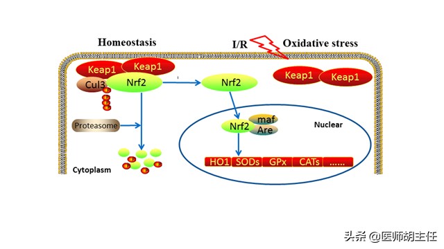 高同型半胱氨酸血症对人体的危害,同型半胱氨酸高易患什么病