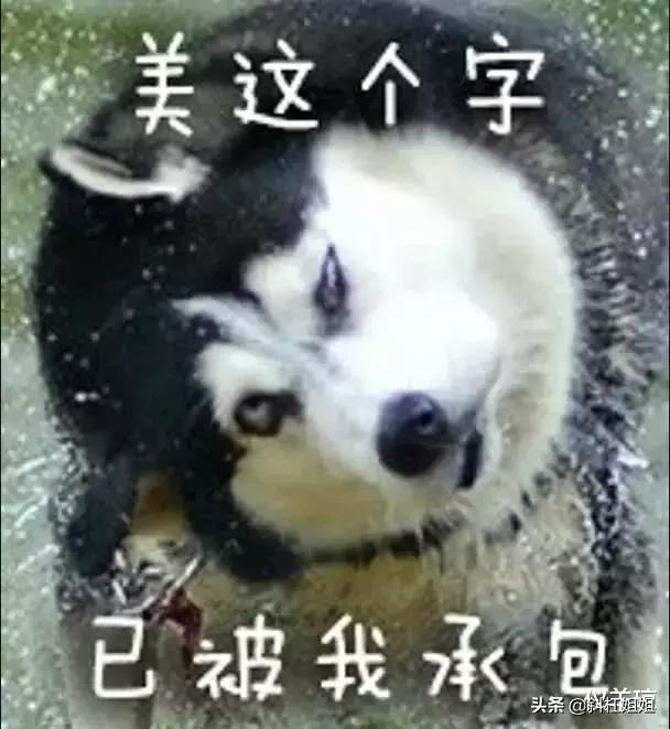 假如狗也有朋友圈,假如狗狗也有朋友圈