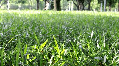 人少还免门票！深圳这片5000000㎡新公园美翻了，“神仙花谷”