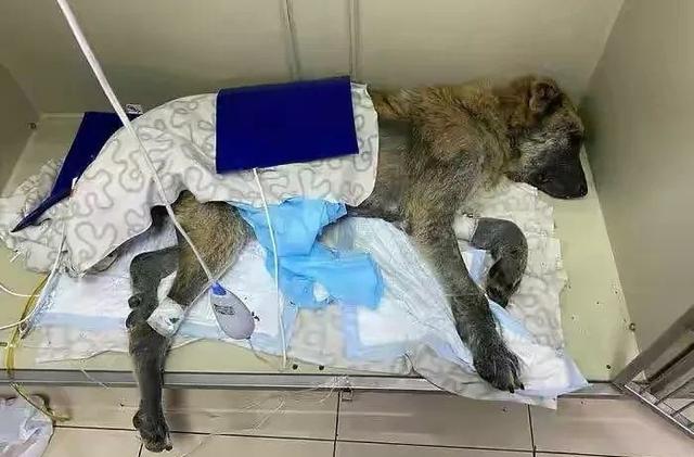 繁殖犬的一生悲惨,一只繁殖犬一辈子能繁殖几窝