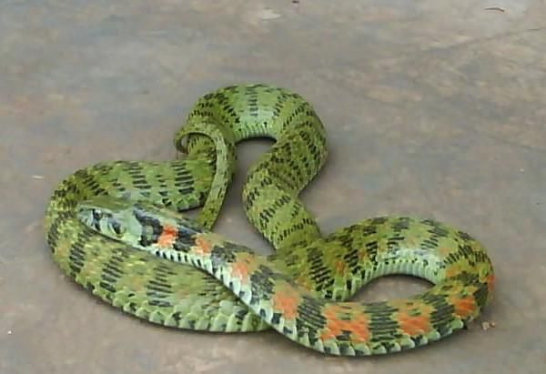 有毒蛇标志,有毒蛇的视频